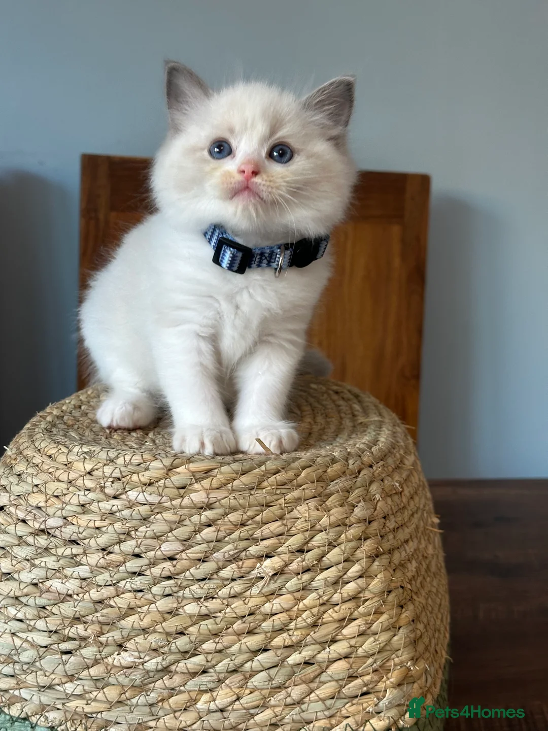 Ragdoll cats for sale:  ACTIVE CAT OR pet TICA Registered Ragdoll Kittens - Advert 28