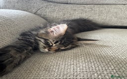 Maine Coon cats for sale: Xl Beautiful Mainecoon kittens for sale - Image 18