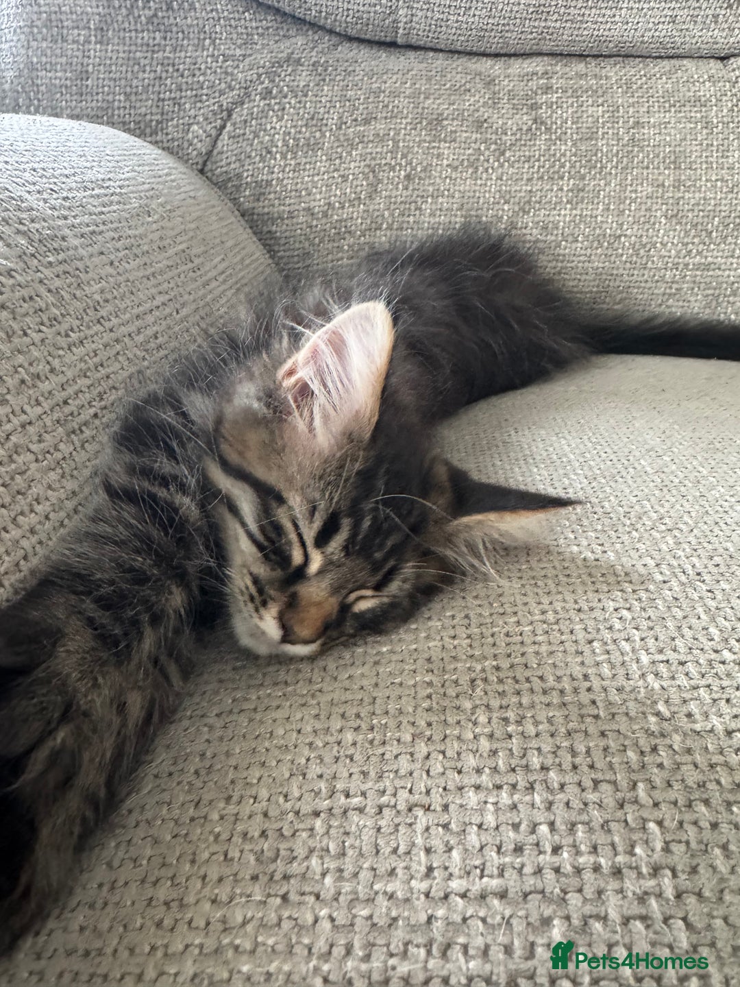 Maine Coon cats for sale: Xl Beautiful Mainecoon kittens for sale - Image 18