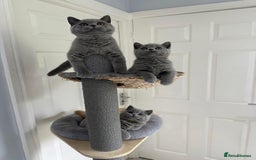 British Shorthair cats for sale: British shorthair kittens  - Image 1