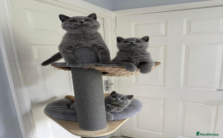 British Shorthair cats - Advert 16