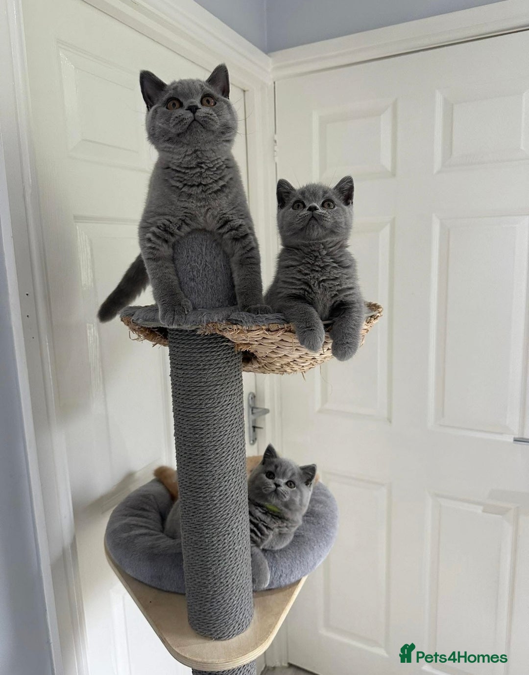 British Shorthair cats for sale: British shorthair kittens  - Image 1