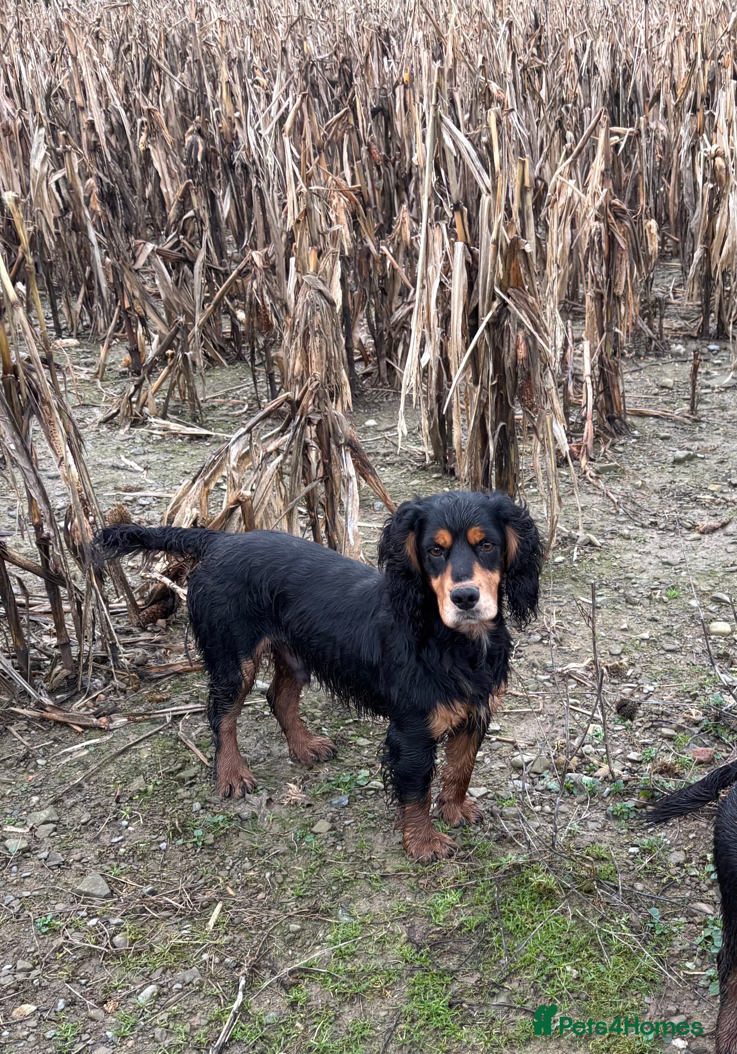 Cocker Spaniel dogs KC reg Black & Tan Cocker Stud - Advert 10