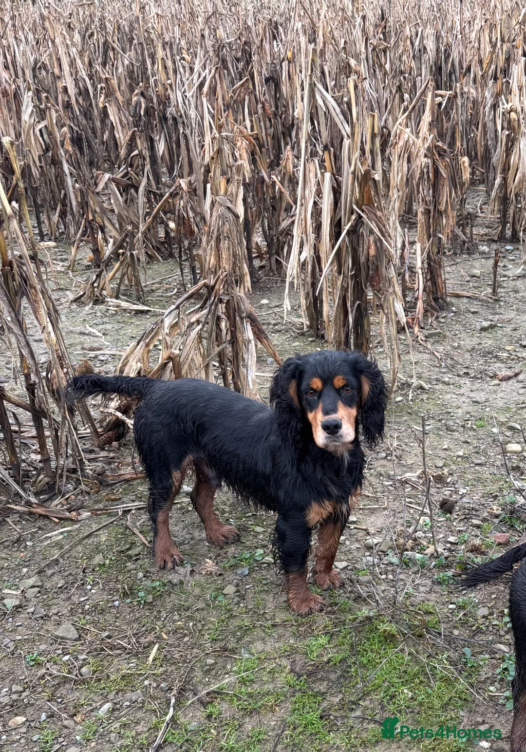 Cocker Spaniel dogs for stud: KC reg Black & Tan Cocker Stud - Advert 1