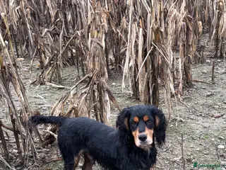 Cocker Spaniel dogs KC reg Black & Tan Cocker Stud - Advert 10