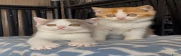 British Shorthair cats for sale: Beautiful BSH champion line two boys  - Advert 18