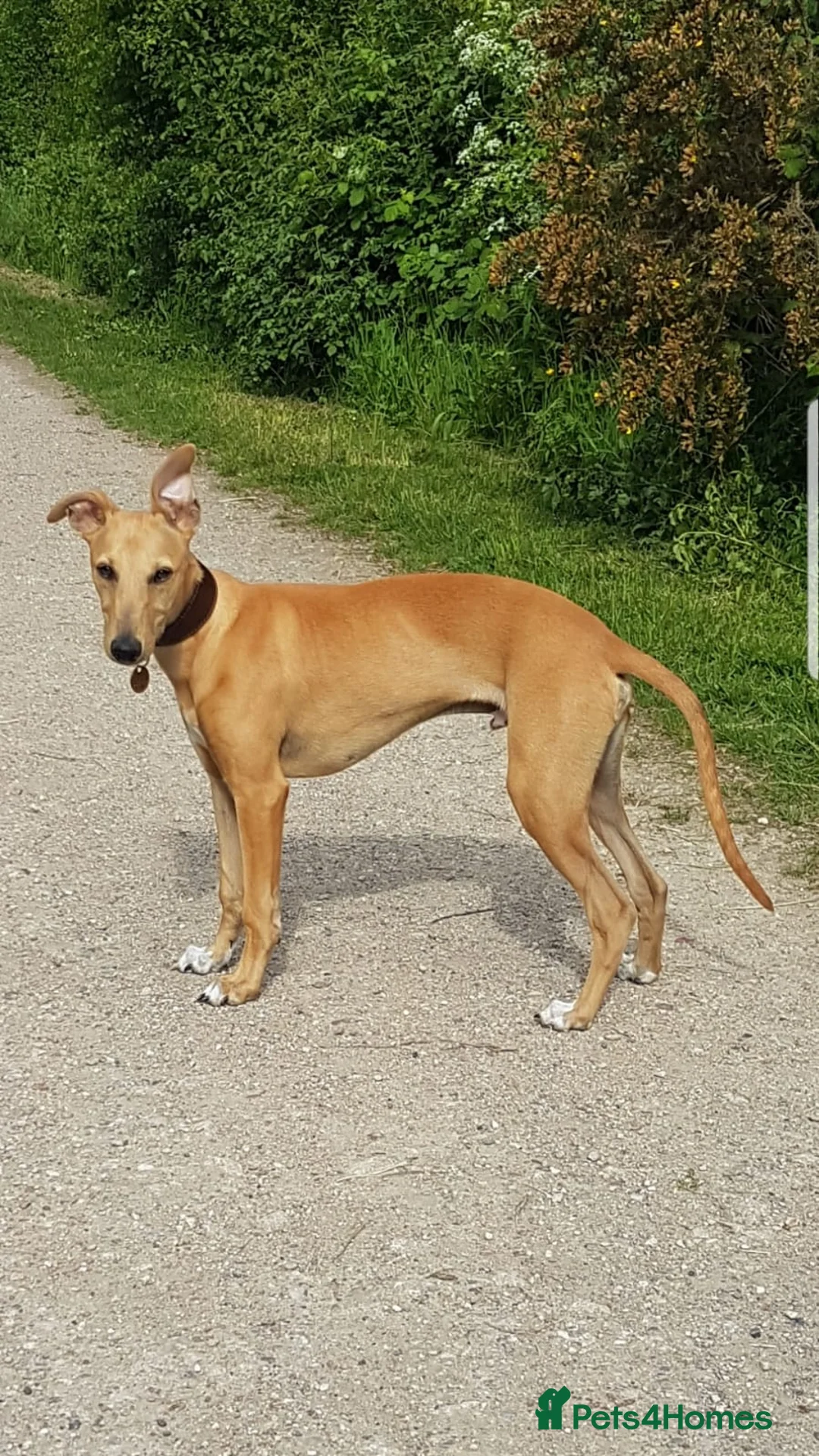 Gallery Image {{count}}