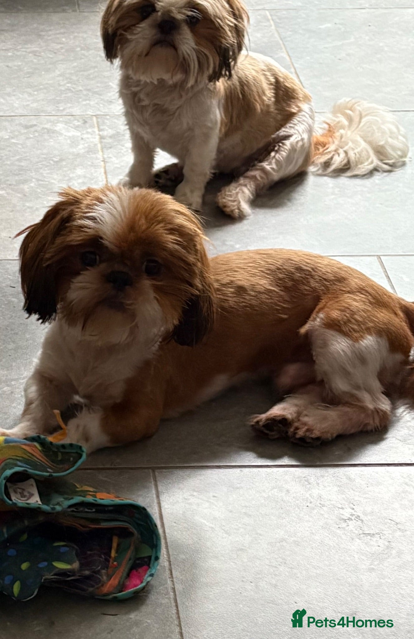 Shih Tzu dogs Shihtzu stud  - Advert 1
