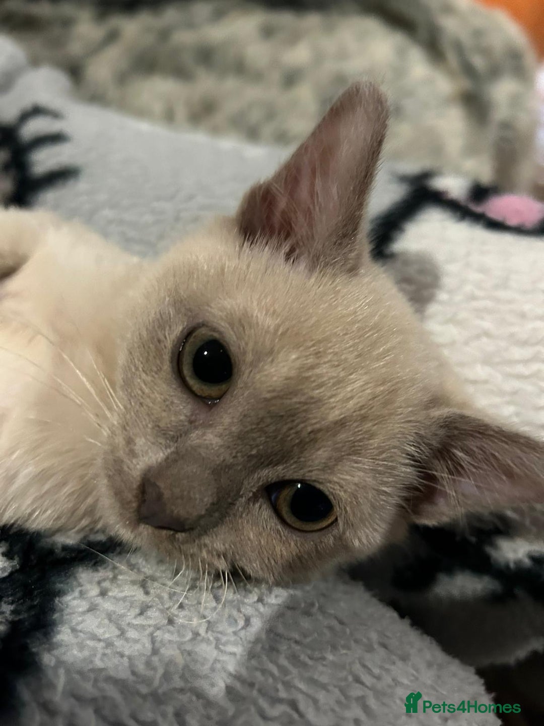 Asian cats for sale: GCCF reg Pedigree Kittens  - Image 3