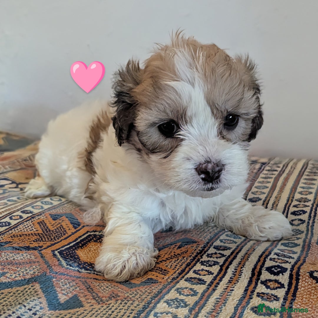 Cavachon dogs for sale: Cavachon Puppies - excellent example!  - Image 26