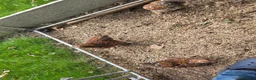 Chickens poultry for sale: X4 Millifluer Pekins - Advert 2
