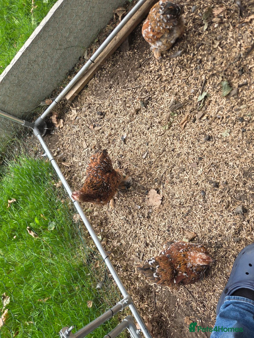 Chickens poultry for sale: X4 Millifluer Pekins - Advert 2