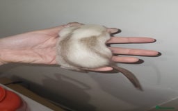 Rat rodents for sale: Beautiful pair of female rats - Advert 2