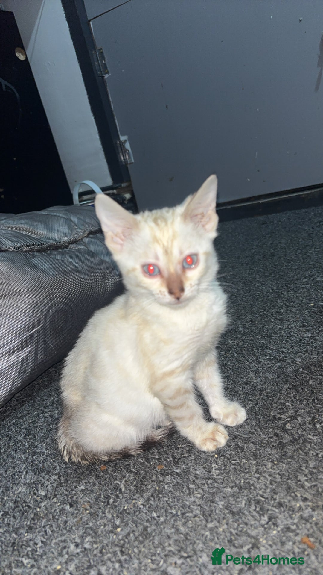 Bengal cats for sale: Outstanding Bengal kittens Snow lynx point  - Advert 1