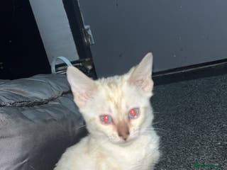 Bengal cats Outstanding Bengal kittens Snow lynx point - Advert 7