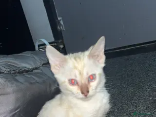 Bengal cats Outstanding Bengal kittens Snow lynx point - Advert 8