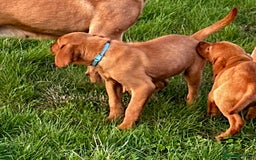 Labrador Retriever dogs for sale: Amazing Red/Black Lab Pups To Loving Pet Families - Image 4