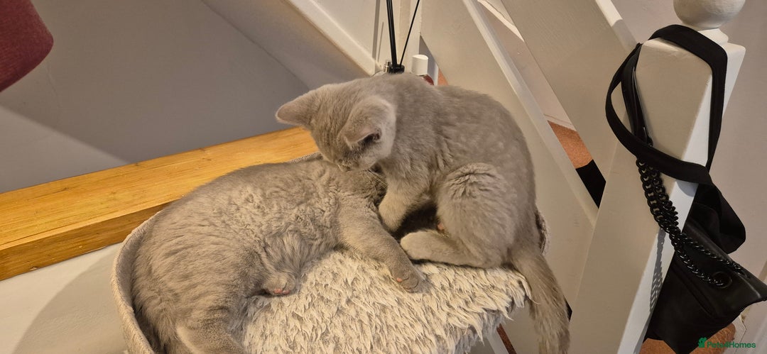 British Shorthair cats for sale: Scottish straight/ last two - Image 6