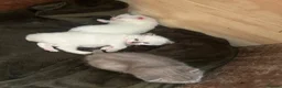 British Shorthair cats for sale: BRITISH SHORT HAIR X KITTENS  - Advert 8