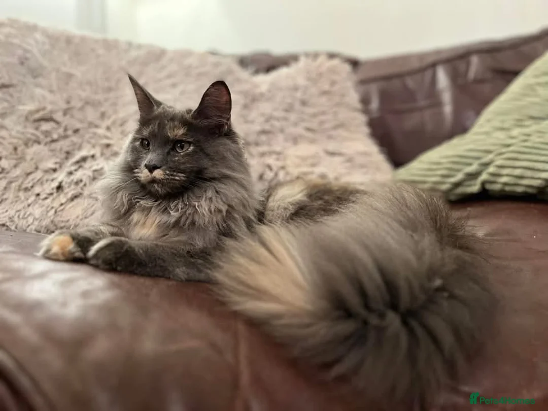 Maine Coon cats for sale: GCCF registered Dog 🐶 Friendly  - Advert 5