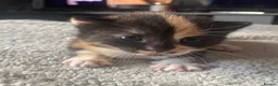 Mixed Breed cats for sale: 4 Beautiful fluffy kittens  - Advert 13