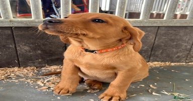 Labrador Retriever dogs - Advert 3