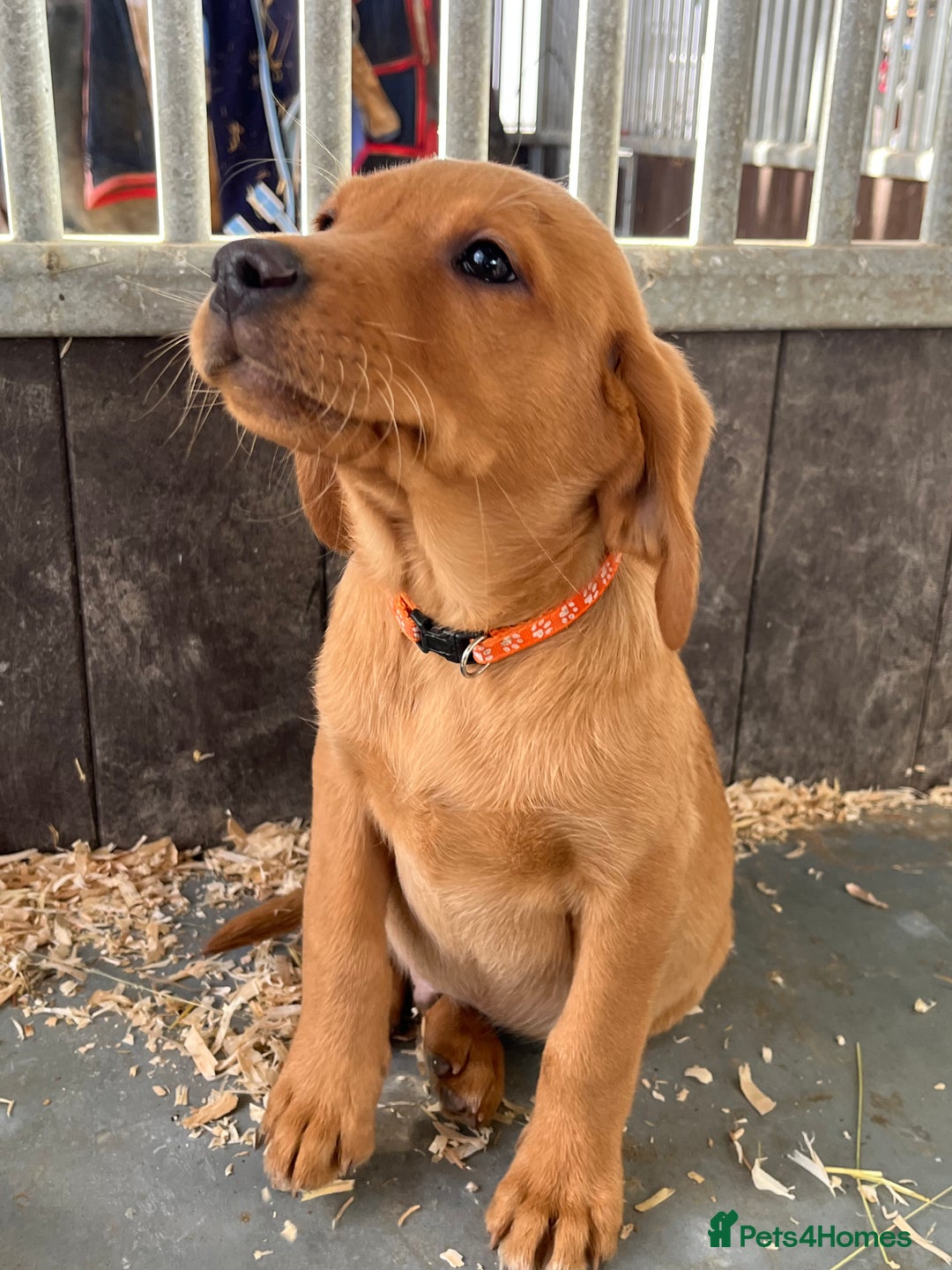 Labrador Retriever dogs for sale: FANTASTIC LITTER FOX RED LABRADOR PUPPIES  - Image 2