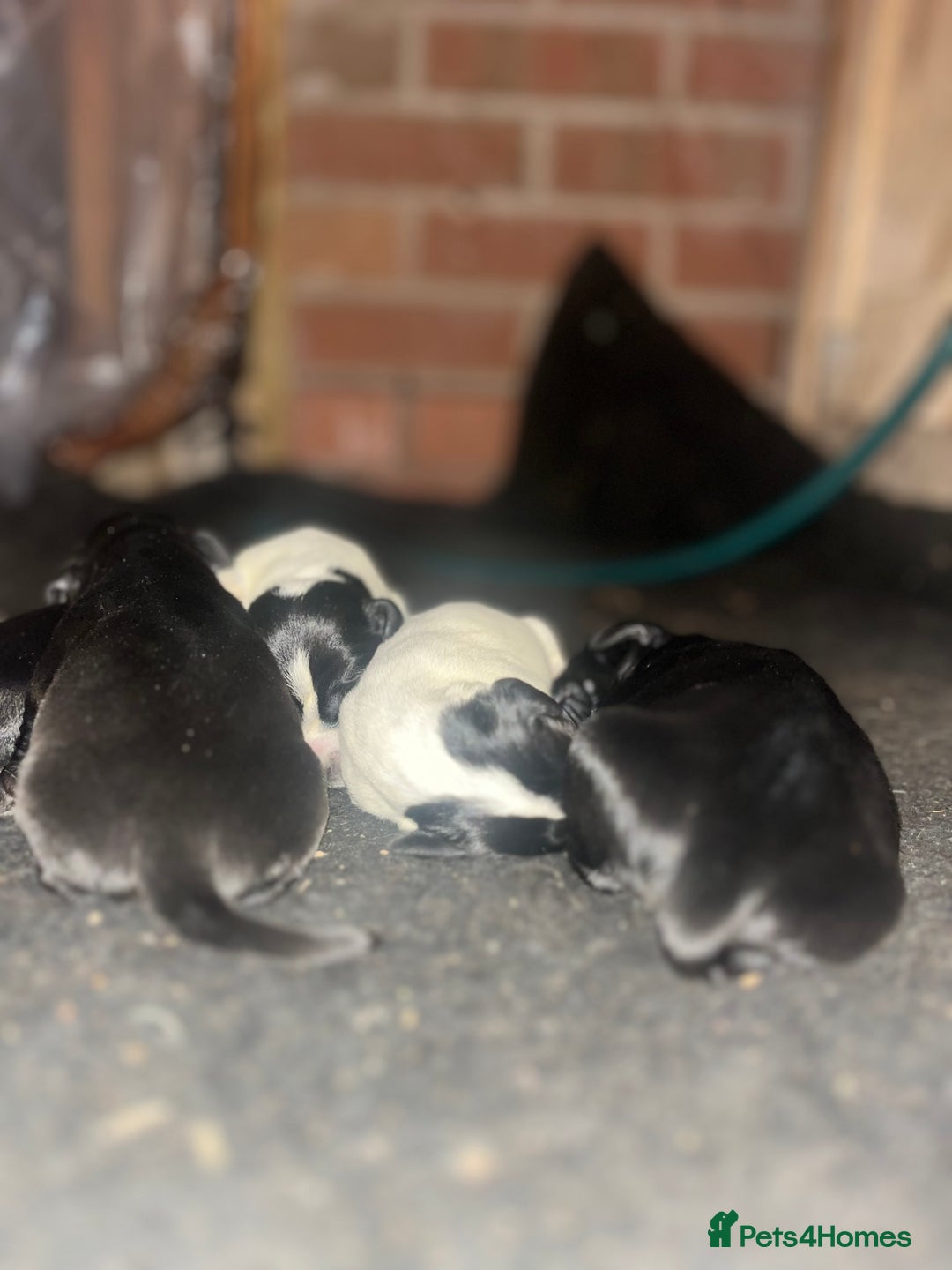 Cockalier dogs for sale: ‼️‼️Best ** grift ever‼️‼️ - Image 17