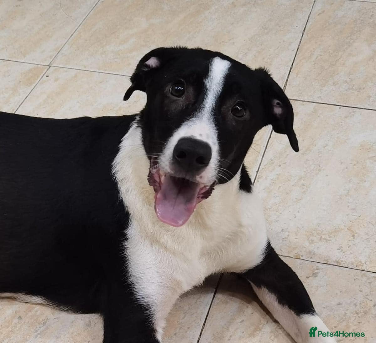 Mixed Breed dogs Bentley - looking for a home of his own in Glasgow - Advert 7