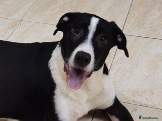 Mixed Breed dogs in Glasgow - Advert 19