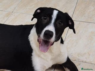 Mixed Breed dogs Bentley - looking for a home of his own in Glasgow - Advert 10