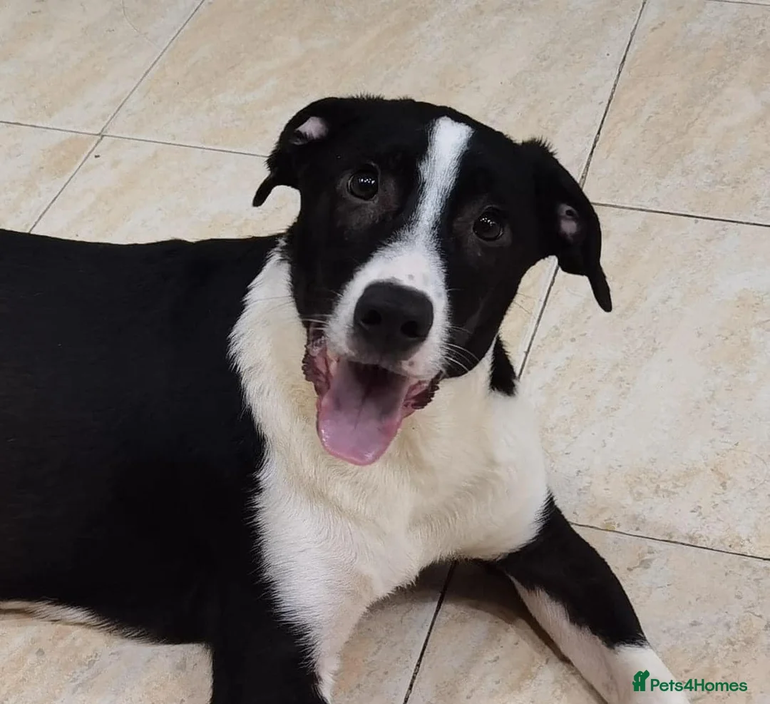 Mixed Breed dogs for adoption: Bentley - looking for a home of his own in Glasgow - Advert 1