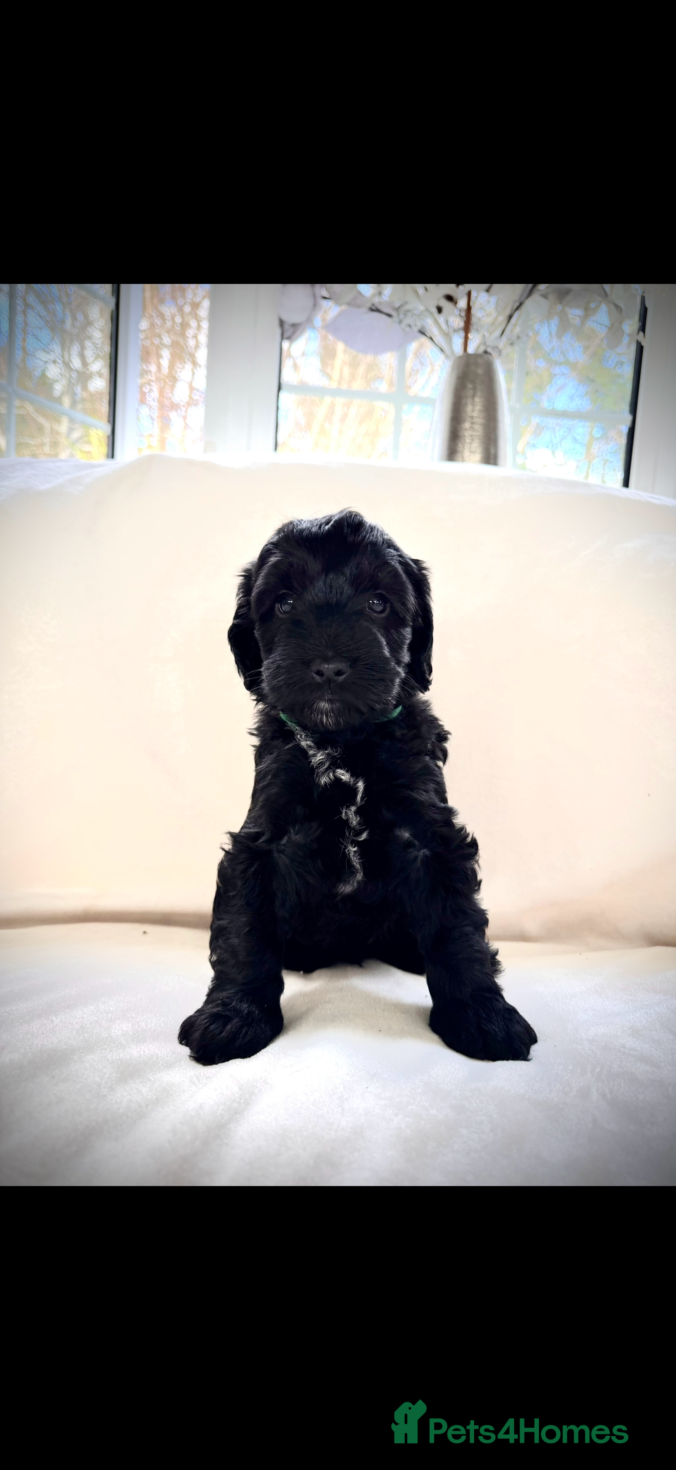 Cockapoo dogs cockapoos ready march  - Advert 16