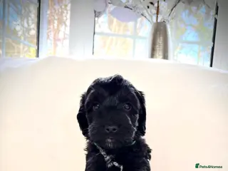 Cockapoo dogs cockapoos ready march - Advert 16