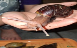 Snails invertebrates for sale: Mixed age and colour Giant African Land Snails - Image 1