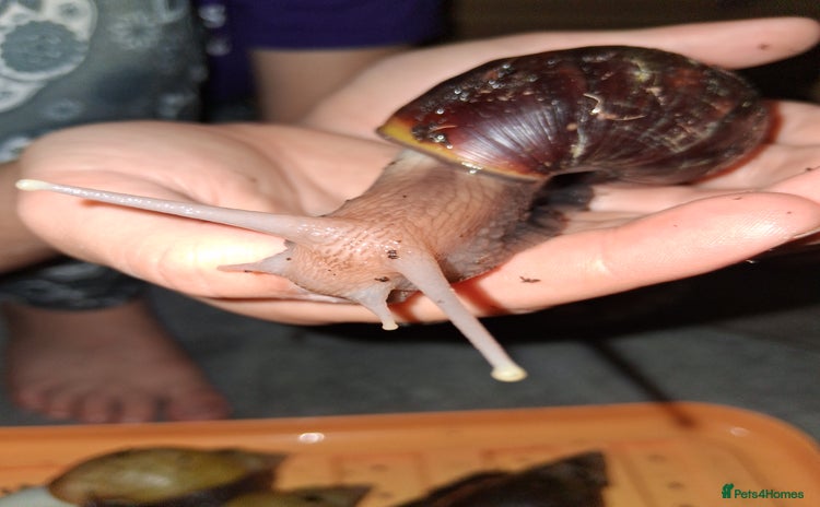 Snails invertebrates - Advert 1