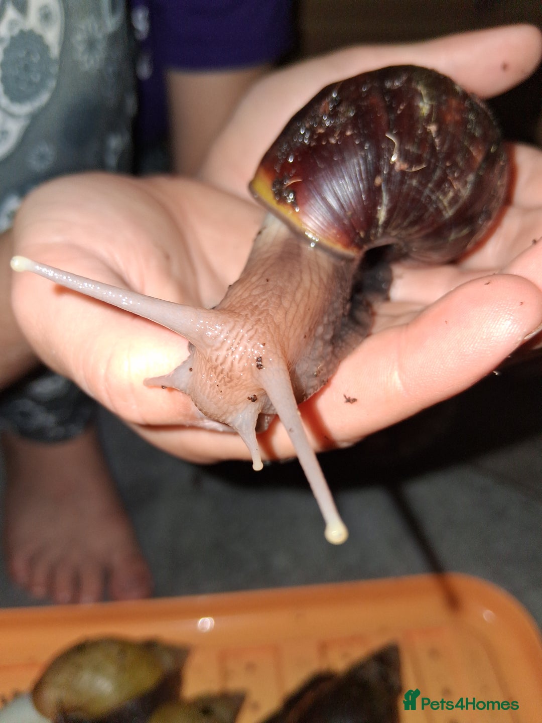 Snails invertebrates for sale: Mixed age and colour Giant African Land Snails - Image 1