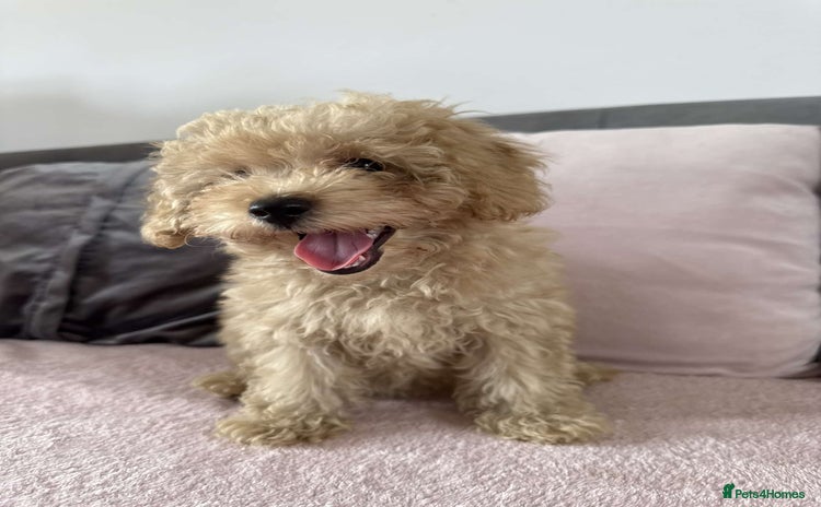 Toy Poodle dogs - Advert 4