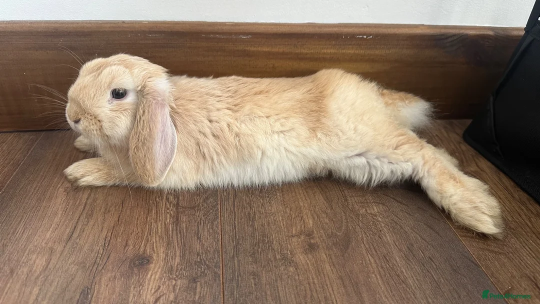 Mini Lop rabbits for sale: Cute mini lop bunny for sale❤️ - Advert 2