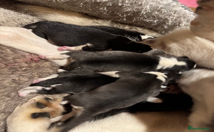 Siberian Husky dogs - Advert 7