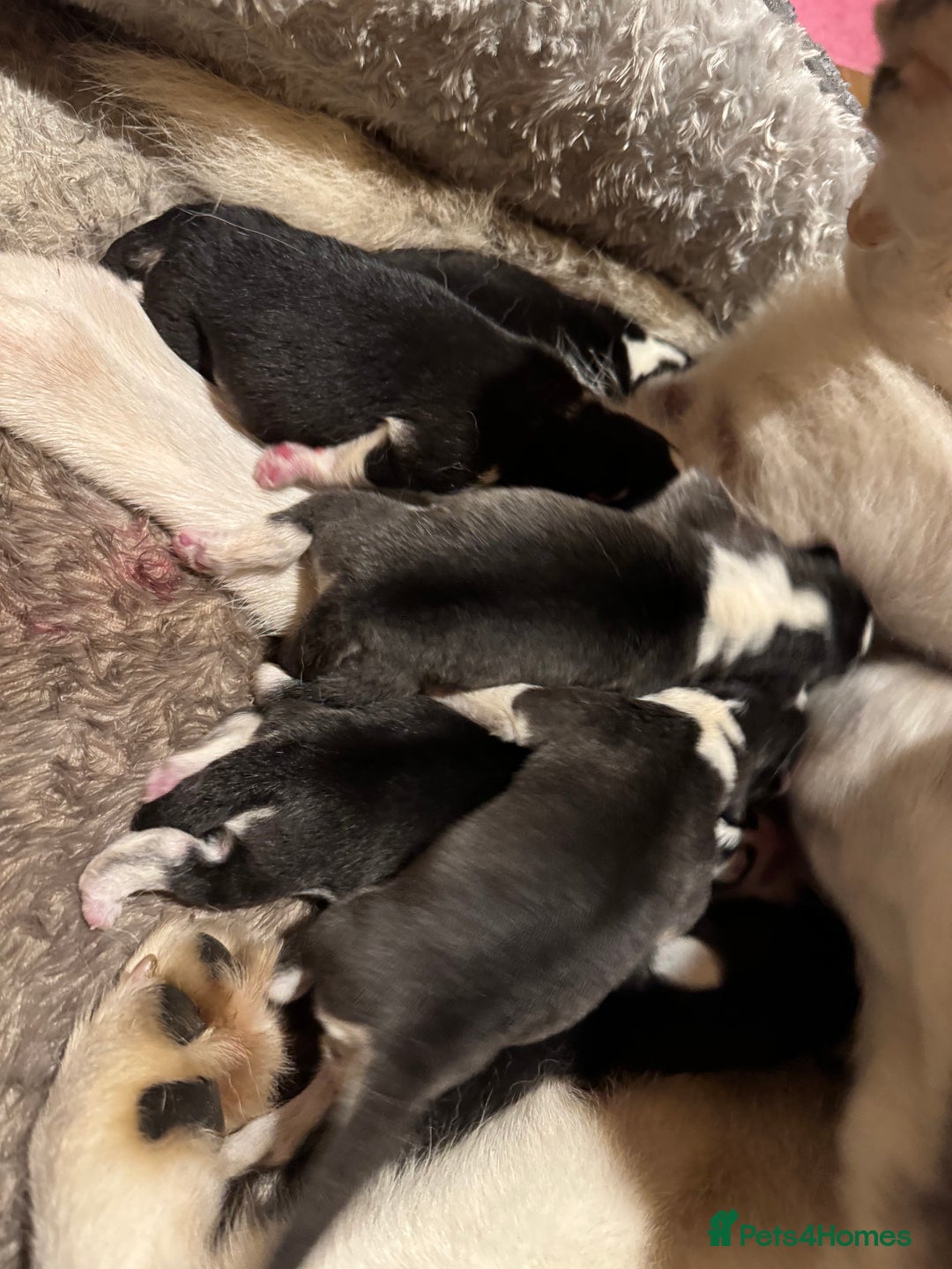 Siberian Husky dogs for sale: 6 beautiful champion bloodline husky pups  - Image 2