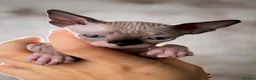 Sphynx cats for sale: Canadian sphynx kittens  - Advert 12