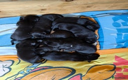 Mixed Breed dogs for sale: Dalmador puppies - Image 2