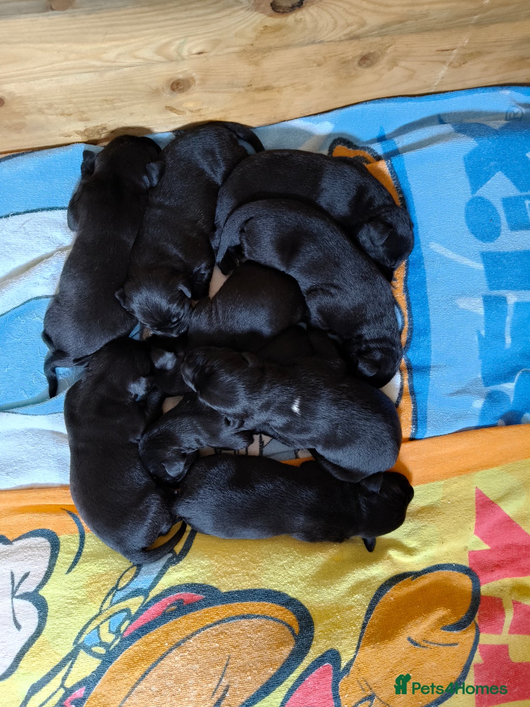 Mixed Breed dogs for sale: Dalmador puppies - Image 2