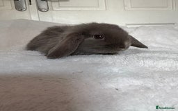 Mini Lop rabbits for sale: Beautiful little mini lop baby bunny rabbits  - Advert 14
