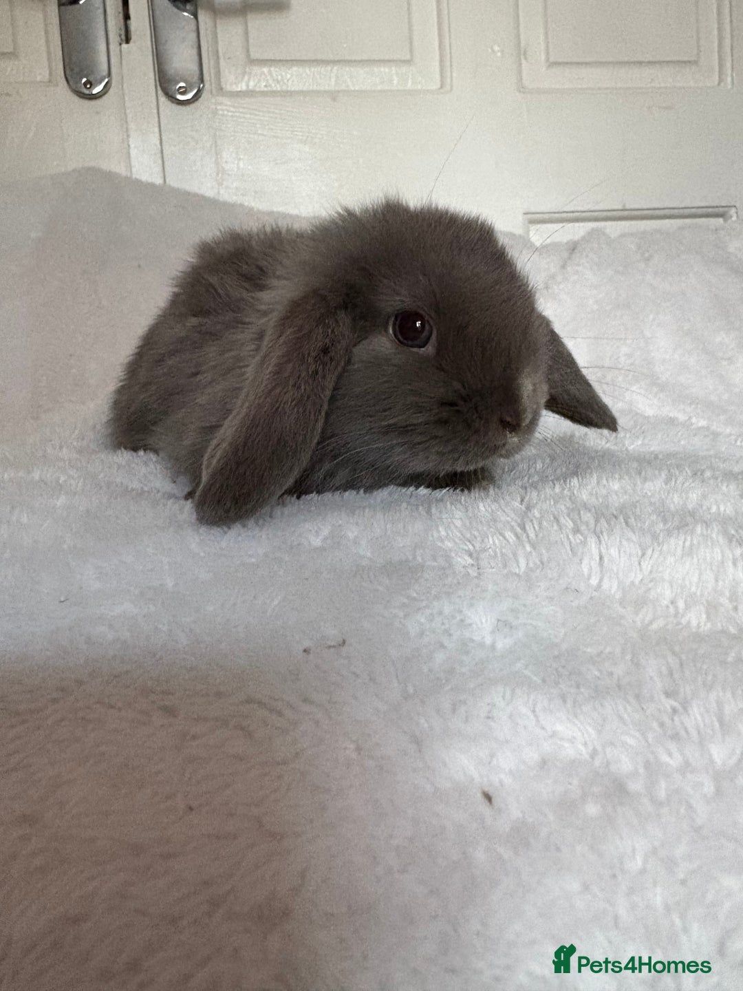Mini Lop rabbits for sale: Beautiful little mini lop baby bunny rabbits  - Advert 14