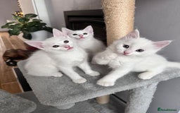 Turkish Angora cats for sale: Beautiful Turkish Angora Kittens - Image 3