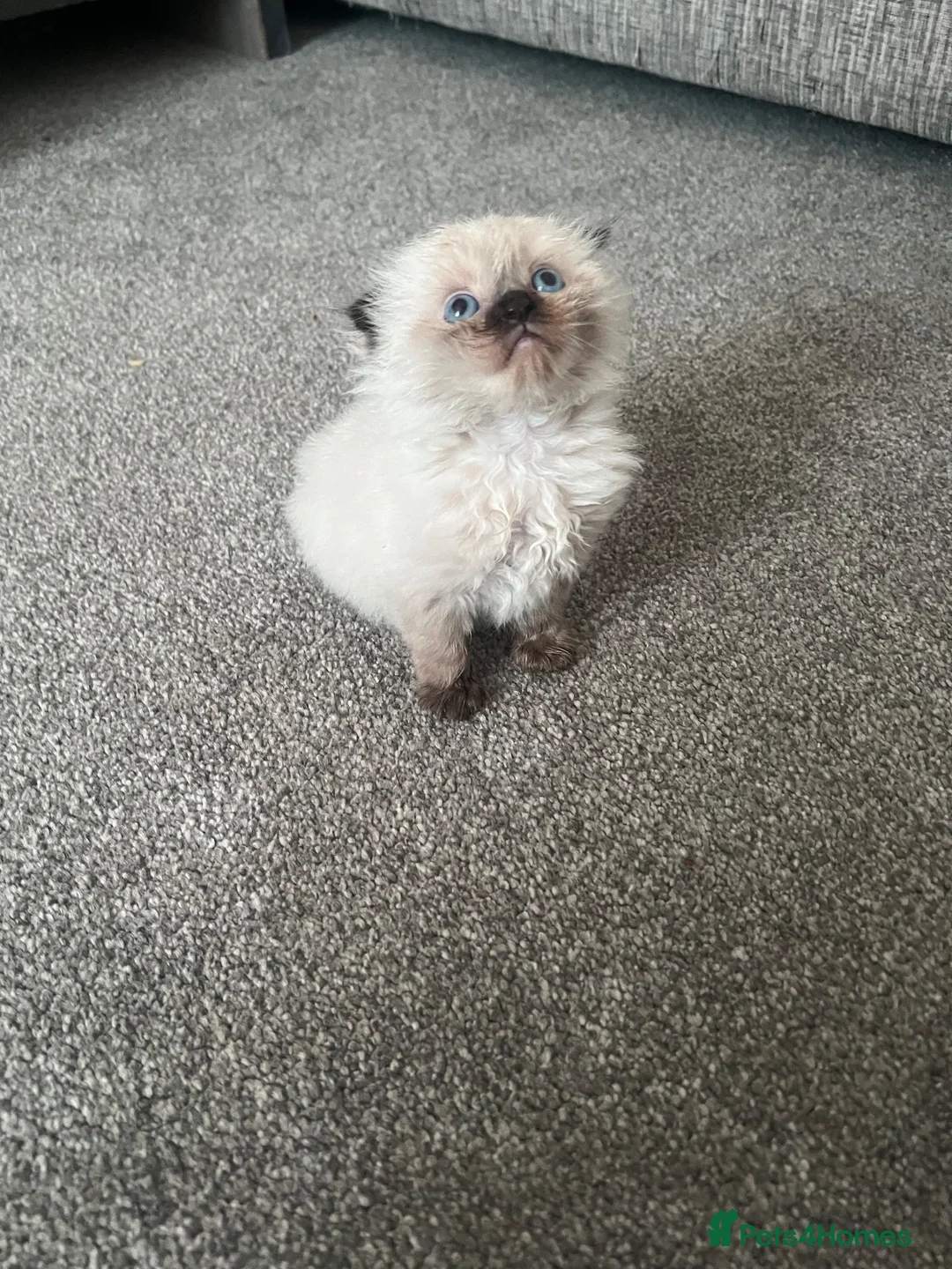 Ragdoll cats for sale: Ragdoll x Scottish fold  in Farnborough - Advert 7