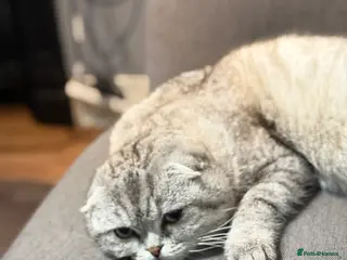 Scottish Fold cats Male kitten looking for new home - Advert 7