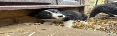 Border Collie Puppy 3